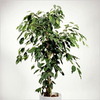 ficus1L.jpg (14023 bytes)